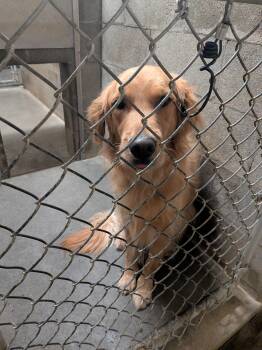 Golden Retriever Dogs Available for Adoption - Kenai  | PetCurious