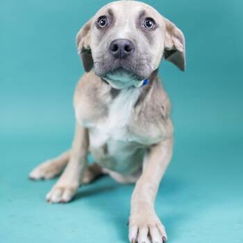Mixed Breed Dogs Available for Adoption in Portland, Oregon - Risk | PetCurious
