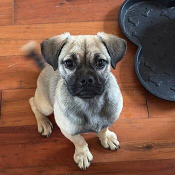 Molly -  Puggle Dog for Adoption in Houston, Texas - Molly | PetCurious