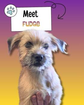 Cairn Terrier and Terrier Dogs Available for Adoption - Fudge | PetCurious