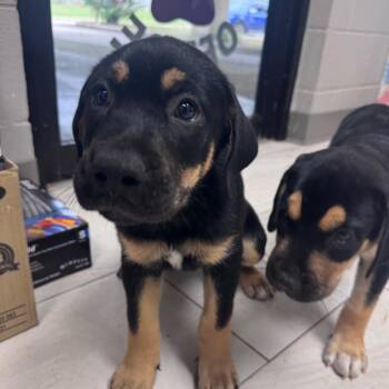 Benson -  Labrador Retriever Dog for Adoption in Lufkin, Texas - Benson | PetCurious
