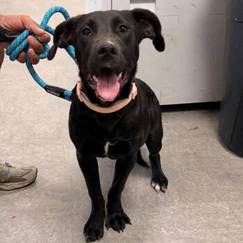 Boopsie -  Mixed Breed Dog for Adoption in Philadelphia, Pennsylvania - Boopsie | PetCurious