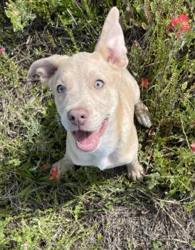 Australian Shepherd and Australian Kelpie Dogs Available for Adoption in Sadler, Texas - Pearl  | PetCurious