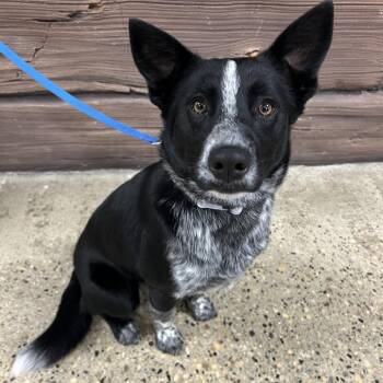 Luca -  Australian Cattle Dog Blue Heeler and Mixed Breed Dog for Adoption in Buffalo, Minnesota - Luca | PetCurious