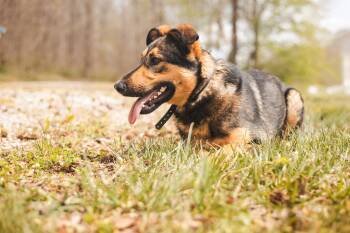 Maverick- Transport -  German Shepherd Dog and Mixed Breed Dog for Adoption in Gradyville, Kentucky - Maverick- Transport | PetCurious