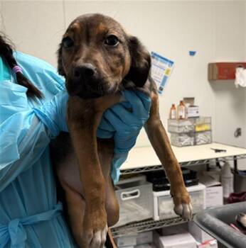 Mastiff Dogs Available for Adoption - Joyce Byers -- URGENT! | PetCurious