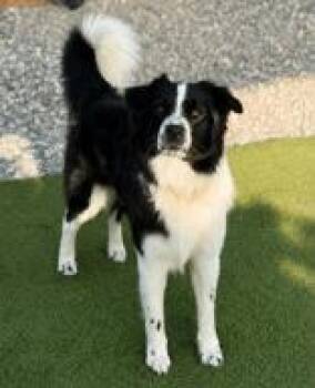 Sherlock -  Border Collie and Mixed Breed Dog for Adoption in Largo, Florida - Sherlock | PetCurious