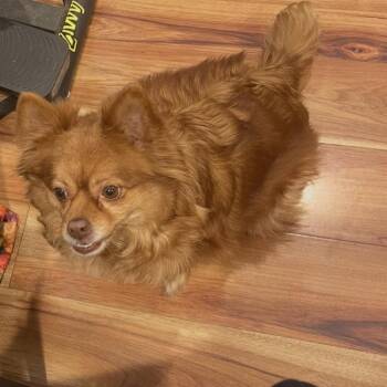 Foxi Girl -  Pomeranian and Chihuahua Dog for Adoption in Philadelphia, Pennsylvania - Foxi Girl | PetCurious