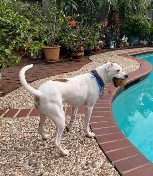 Alex - Sweet and Friendly pup -  Terrier and Labrador Retriever Dog for Adoption in Houston, Texas - Alex - Sweet And Friendly Pup | PetCurious