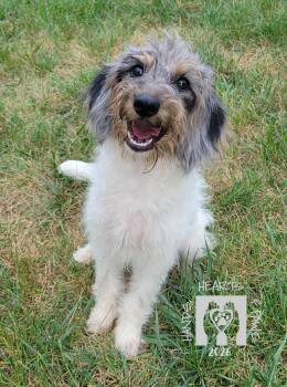 McDuffy -  Poodle and Labrador Retriever Dog for Adoption in Omaha, Nebraska - McDuffy | PetCurious