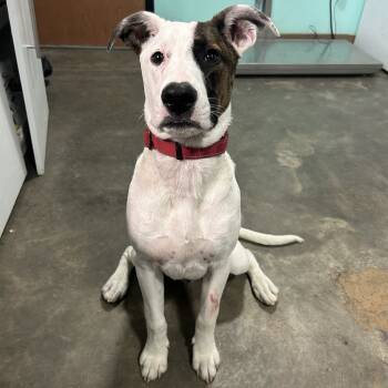 Rescue Pit Bull Terrier Dogs for Adoption in Cabot, Arkansas - (Found) Biscuit | PetCurious