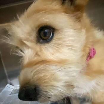 Wirehaired Terrier Dogs Available for Adoption in Gadsden, Alabama - Toto | PetCurious