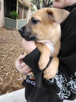 American Staffordshire Terrier Dogs Available for Adoption in San Antonio, Texas - COVA | PetCurious