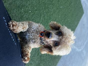 Tramp -  Miniature Poodle Dog for Adoption in Lexington, Kentucky - Tramp | PetCurious