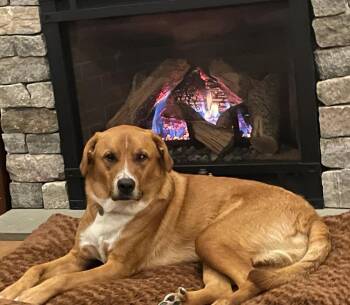 Andy (Barn litter) -  Great Pyrenees and Labrador Retriever Dog for Adoption in Brewster, New York - Andy (Barn Litter) | PetCurious
