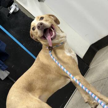 Coonhound and Yellow Labrador Retriever Dogs Available for Adoption in Newark, New Jersey - Thanos | PetCurious