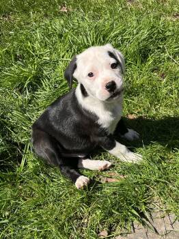 American Bulldog Dogs Available for Adoption - Eeyore | PetCurious