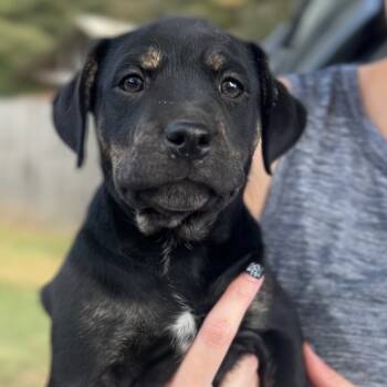 Rescue Labrador Retriever Dogs for Adoption in Wiggins, Mississippi - Priscilla 2 | PetCurious