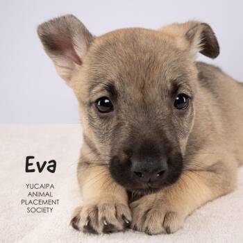 Eva -  Shepherd Dog for Adoption in Yucaipa, California - Eva | PetCurious