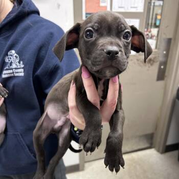 Mixed Breed Dogs Available for Adoption - Snookums | PetCurious