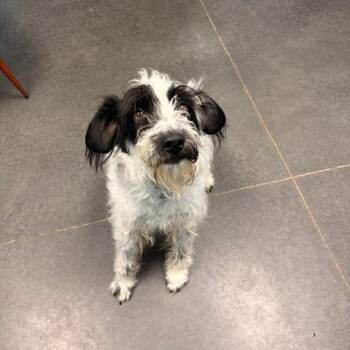 Wirehaired Terrier and Australian Cattle Dog Blue Heeler Dogs Available for Adoption in Idaho Falls, Idaho - Pongo | PetCurious