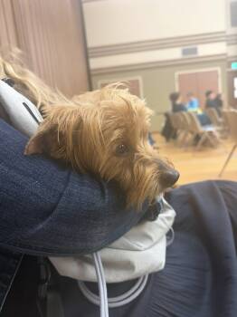 Yorkshire Terrier Dogs Available for Adoption - Ozzie | PetCurious