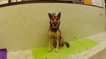 A2091625 -  German Shepherd Dog and Mixed Breed Dog for Adoption in Houston, Texas - A2091625 | PetCurious