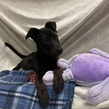 Sue B -  Labrador Retriever and Mixed Breed Dog for Adoption in Jacksboro, Tennessee - Sue B | PetCurious