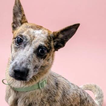 PUZZLE 8177 -  Cattle Dog Dog for Adoption in Loxahatchee Groves, Florida - PUZZLE 8177 | PetCurious