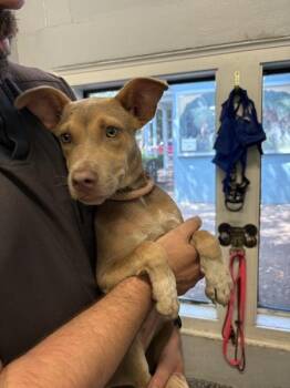 Tinkerbell -  Pit Bull Terrier Dog for Adoption in Mobile, Alabama - Tinkerbell | PetCurious