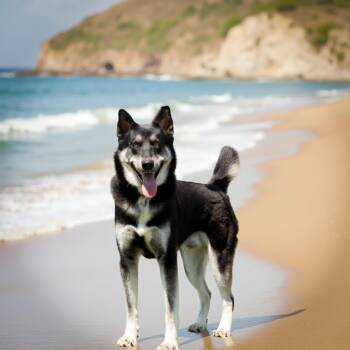 Rescue German Shepherd Dog and Husky Dogs for Adoption in Sebastian, Florida - Khonshu | PetCurious