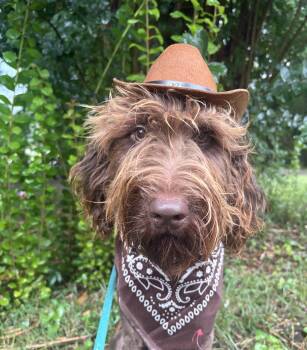 M&M -  Labradoodle Dog for Adoption in Fosters, Alabama - M&M | PetCurious