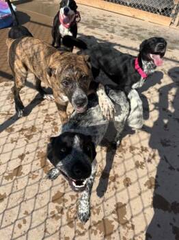 Calie -  Mixed Breed Dog for Adoption in Hobbs, New Mexico - Calie | PetCurious