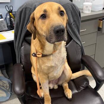 Chevy -  Mixed Breed Dog for Adoption in Milton, Florida - Chevy | PetCurious