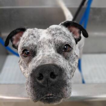 Winnie -  American Bulldog Dog for Adoption in West Palm Beach, Florida - Winnie | PetCurious