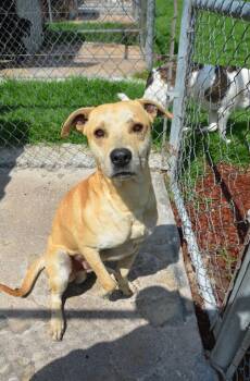 Rescue Mixed Breed Dogs for Adoption in London, Ontario - Mateo | PetCurious