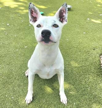 George -  Pit Bull Terrier Dog for Adoption in Austin, Texas - George | PetCurious