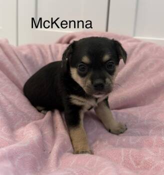 Terrier Dogs Available for Adoption in Seattle, Washington - McKenna | PetCurious