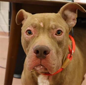 Rescue Mixed Breed Dogs for Adoption in Columbia, South Carolina - BUG | PetCurious