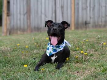 Mixed Breed Dogs Available for Adoption in Southaven, Mississippi - BUDDY | PetCurious