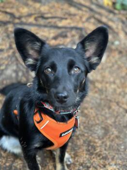 Pollen (Polly) -  Mixed Breed Dog for Adoption in Sammamish, Washington - Pollen (Polly) | PetCurious