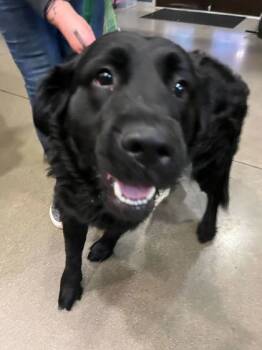 Rescue Labrador Retriever and Mixed Breed Dogs for Adoption in Knoxville, Tennessee - Mags | PetCurious