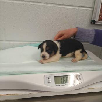 Beagle Dogs Available for Adoption in Chattanooga, Tennessee - Pupyrus | PetCurious