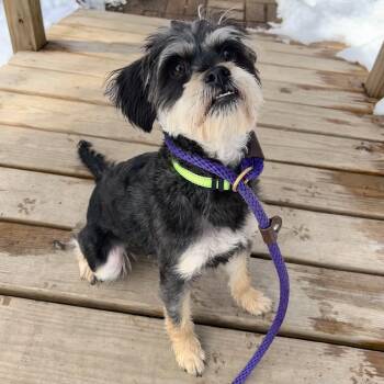 Terrier Dogs Available for Adoption - Rico | PetCurious