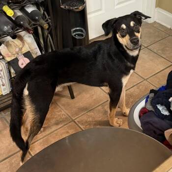 Crape -  Shepherd and Hound Dog for Adoption in New Orleans, Louisiana - Crape | PetCurious