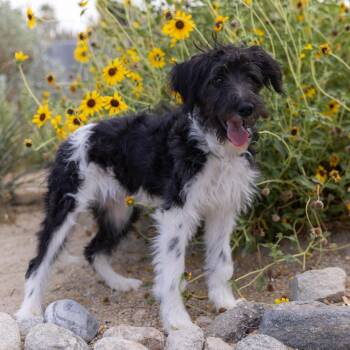 Star -  Poodle and Mixed Breed Dog for Adoption in Palm Springs, California - Star | PetCurious