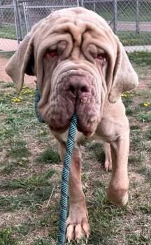 Neapolitan Mastiff Dogs Available for Adoption in Larkspur, Colorado - Kevin Hans | PetCurious