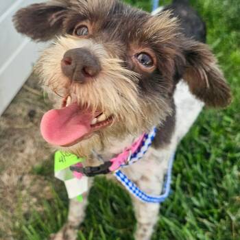Butter -  Shih Tzu Dog for Adoption in Plainfield, Illinois - Butter | PetCurious