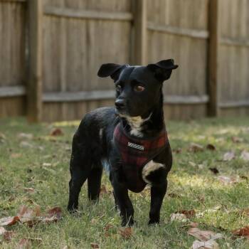 Scooter -  Cardigan Welsh Corgi and Terrier Dog for Adoption in Madisonville, Kentucky - Scooter | PetCurious
