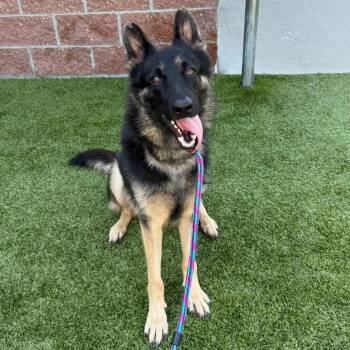 Rescue German Shepherd Dog Dogs for Adoption in Detroit, Michigan - Shiloh | PetCurious